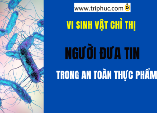 Vi sinh vật chỉ thị là gì